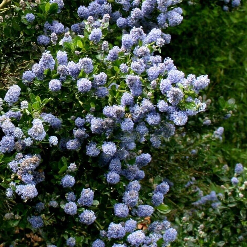 25 Skyland Lilac Seeds Tree Fragrant Flowers Perennial Seed Flower 982 USA