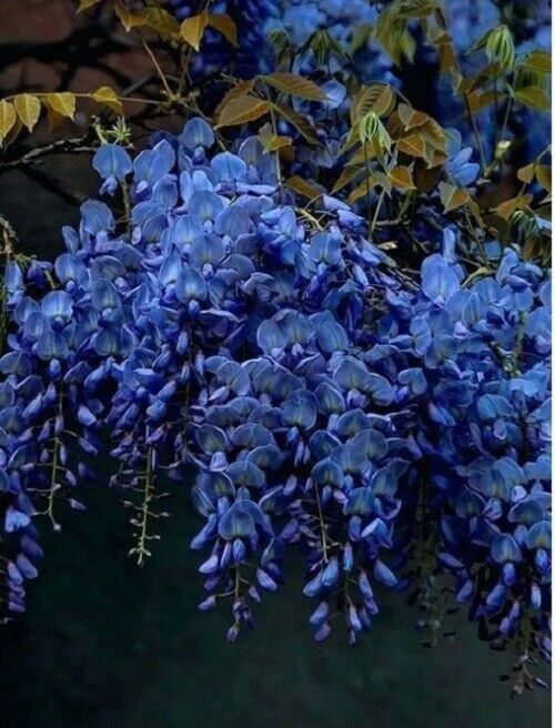 5 Dark Blue Chinese Wisteria Seeds Vine Climbing Flower Perennial Rare 571 USA
