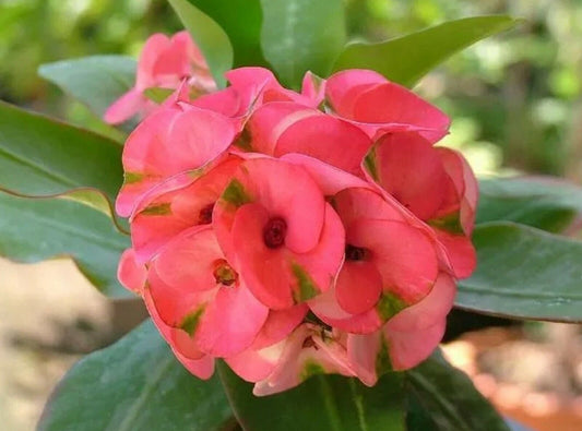1 Siam Ruby Crown Of Thorns Plant Euphorbia Milii Starter Plants Well Rooted