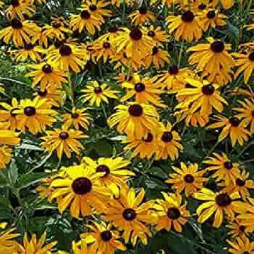 50 Ozark Gold Coneflower Seeds Echinacea Perennial Flowers Flower 1365 USA