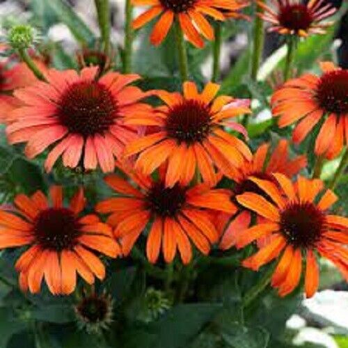 50 Orange Skipper Coneflower Seeds Echinacea Perennial Flowers Flower 1361 USA