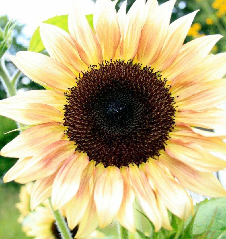 25 Peach Passion Sunflower Seeds Flowers Seed Flower Perennial Sun Bloom 231