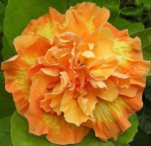 20 Double Yellow Orange Hibiscus Seeds Flowers Flower Seed Perennial Bloom 476