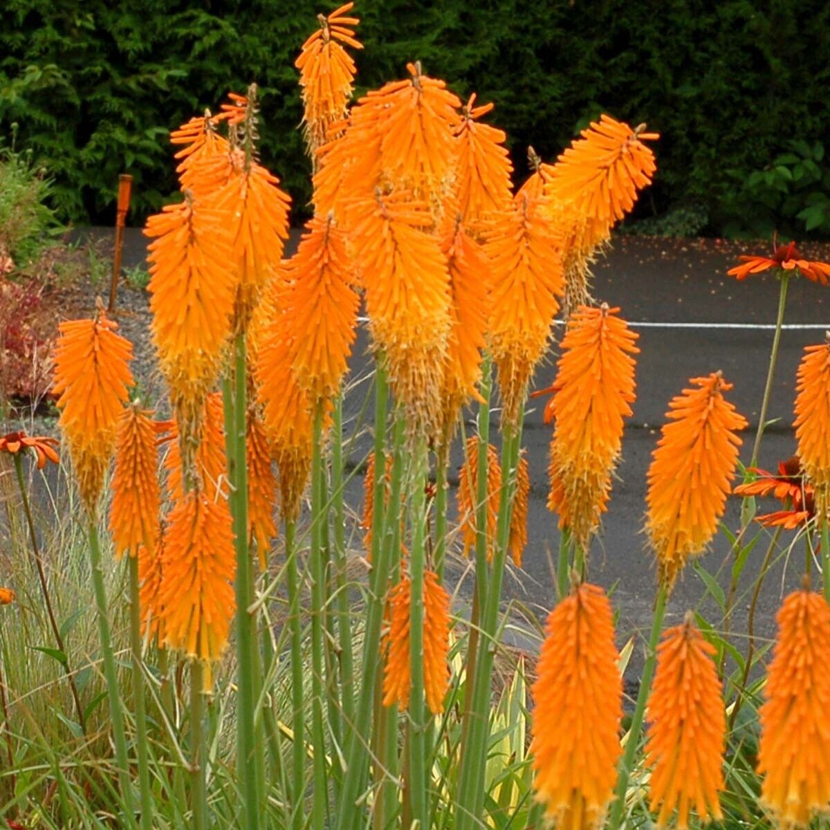 25 Mango Popscicl Torch Lily Hot Poker Flower Seeds Perennial Seed 822 US SELLER