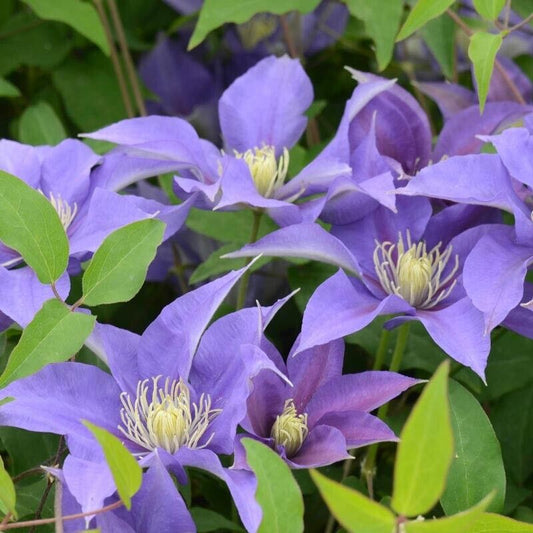 25 Olympia Clematis Seeds Climbing Perennial Plumeria Bloom Seed 727 USA SELLER