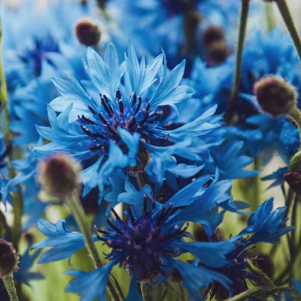 50 Blue Bachelor's Button Seeds Annual Seed Flower Flowers Garden 584 USA SELLER
