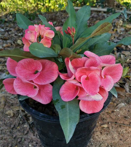 1 "Siam Zolo" Crown Of Thorns Plant Euphorbia Milii Starter Plants Well Rooted