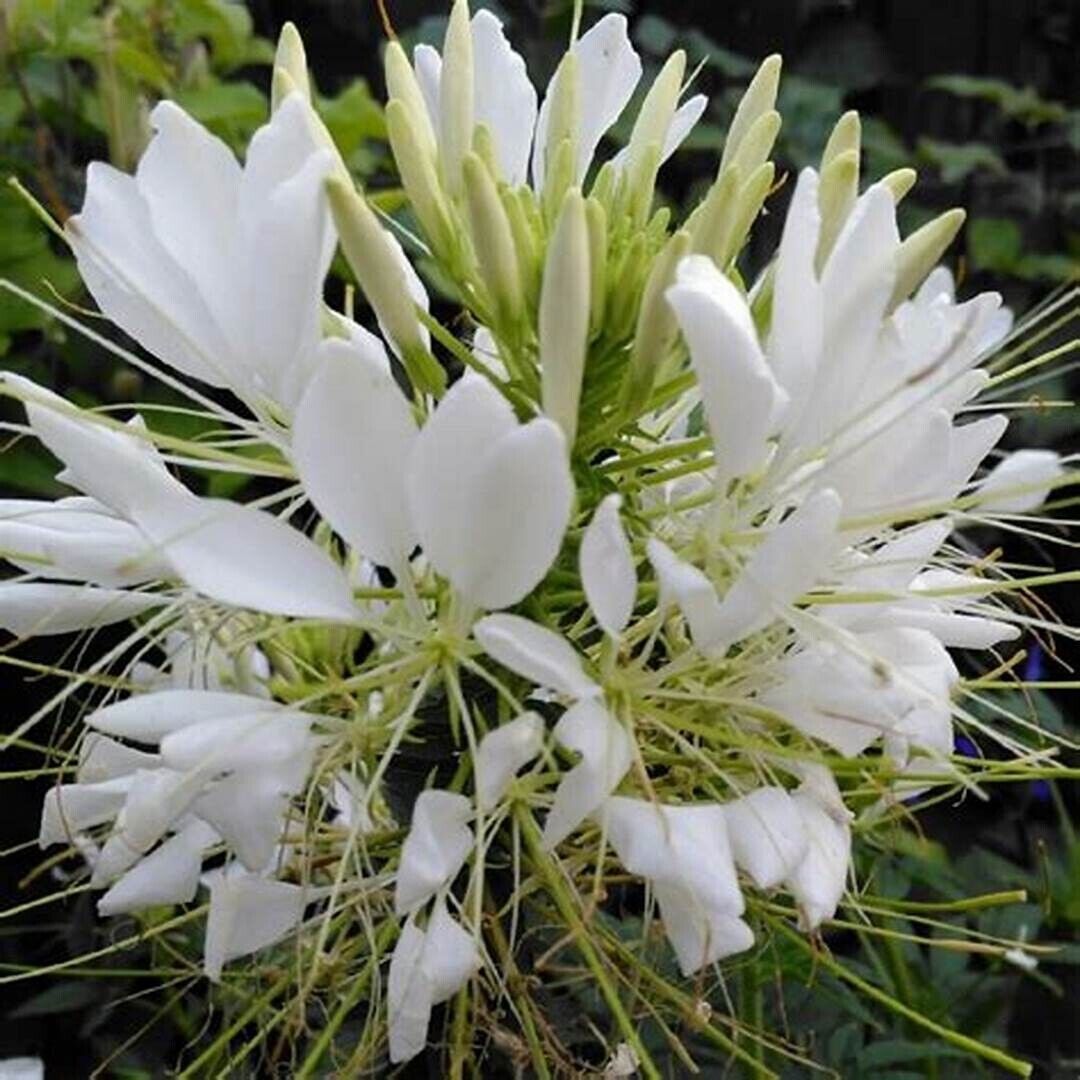 100 White Queen Spider Seeds Clome Spinosa Perennial 1202 US Seller Flower Bee