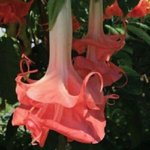10 Double Pink Angel Trumpet Seeds Brugmansia Datura Flower Seed 293 US