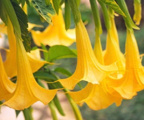 10 Yellow Angel Trumpet Seeds Flower Fragrant Flowers Seed Tropical Garden 298