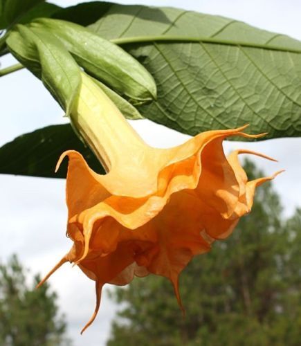 10 Orange Angel Trumpet Seeds Flower Fragrant Flowers Seed Bloom 296 US SELLER