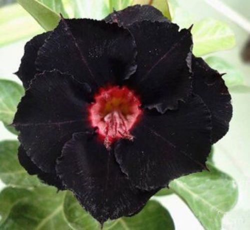 4 Black Red Desert Rose Seeds Adenium Obesum Flower Perennial Flowers Exotic 337