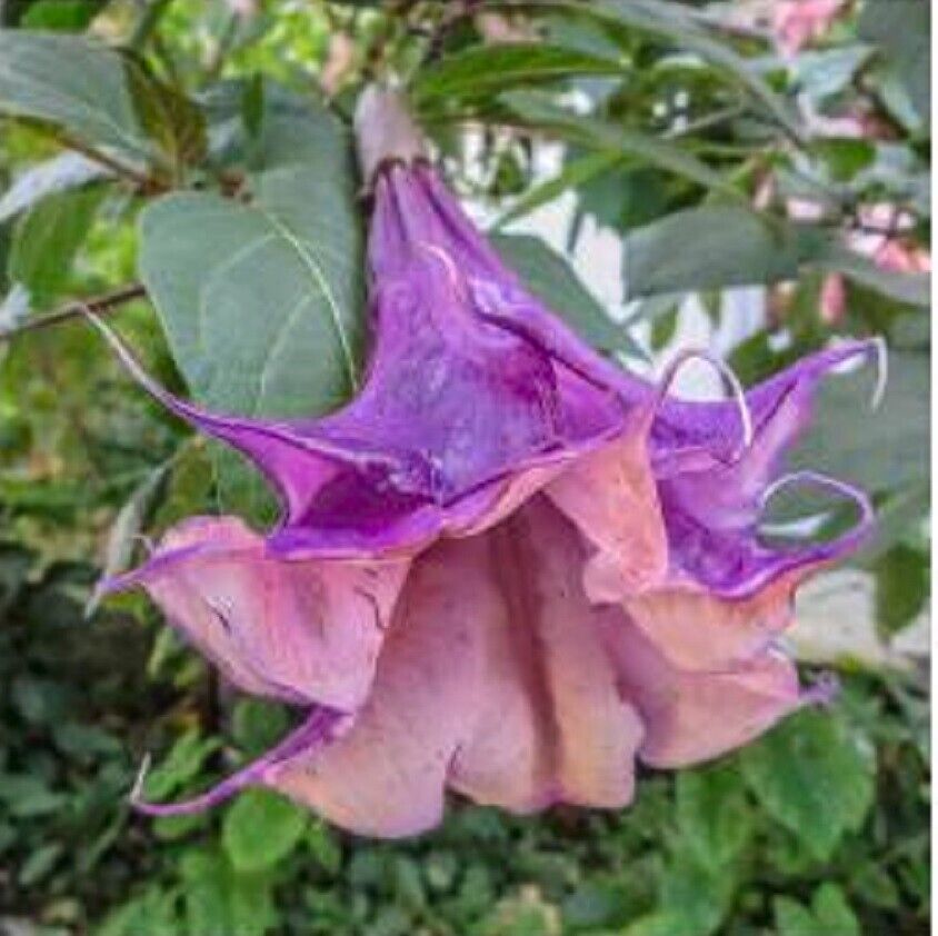 10 Sandra Cansa Angel Trumpet Seeds Flowers Seed Flower Brugmansia Datura 664