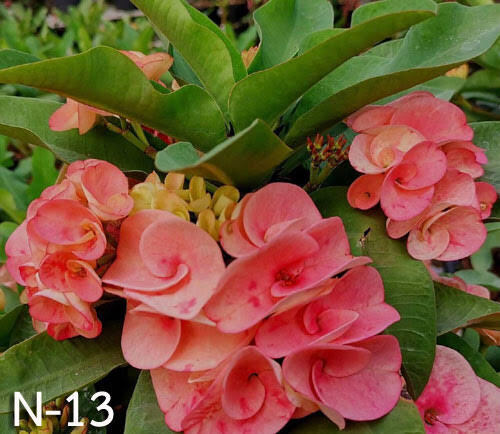 1 "Pink Universe" Crown Of Thorns Plant Euphorbia Milii Plants Rooted US Seller