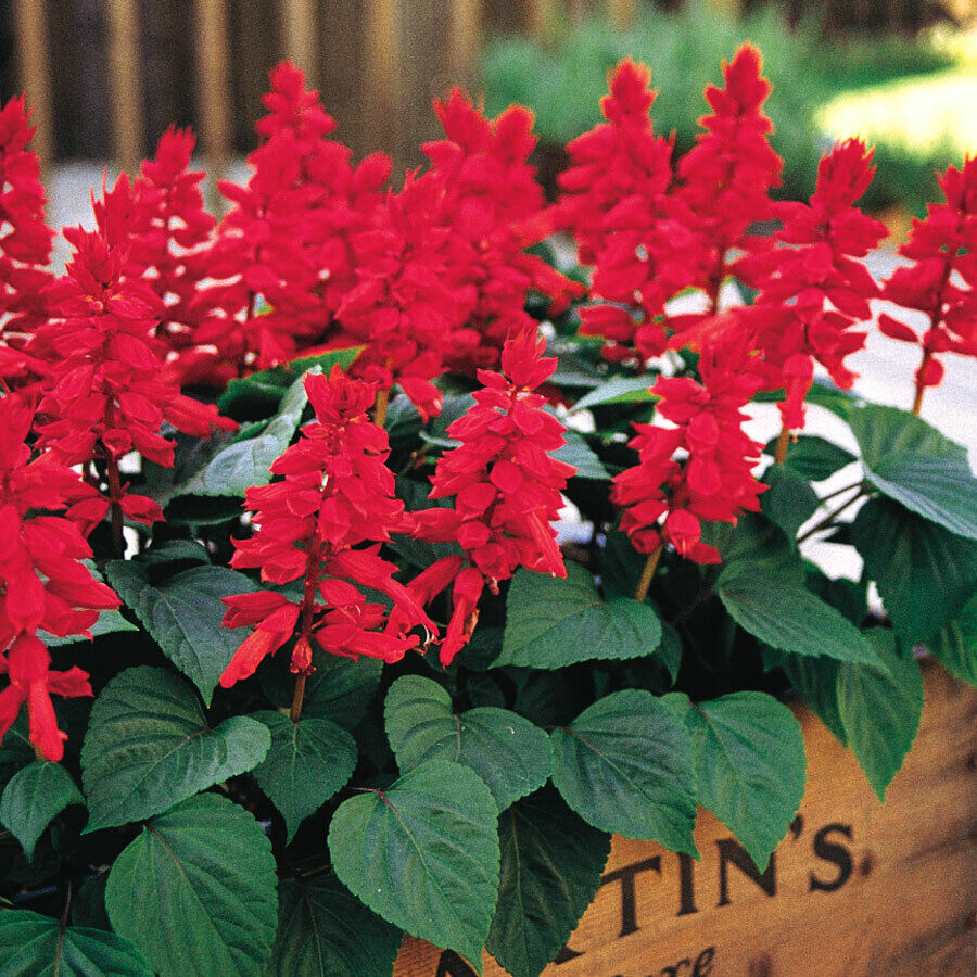Edible Annual Flowers — Red Wagon Plants