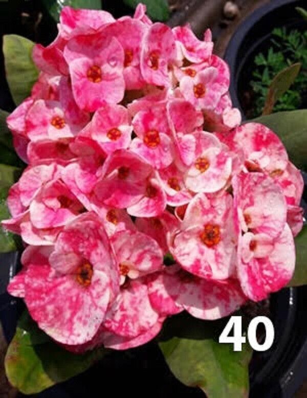 1 "Lulo Rose" Crown Of Thorns Plant Euphorbia Milii Starter Plants Well Rooted