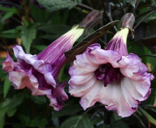 10 Double Purple Angel Trumpet Seeds Tropical Flowers Flower Seed 300 US SELLER