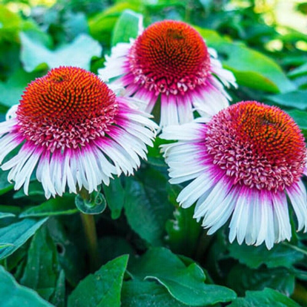 50 Strawberry & Cream Coneflower Seeds Echinacea Flower Perennial Flowers 1391