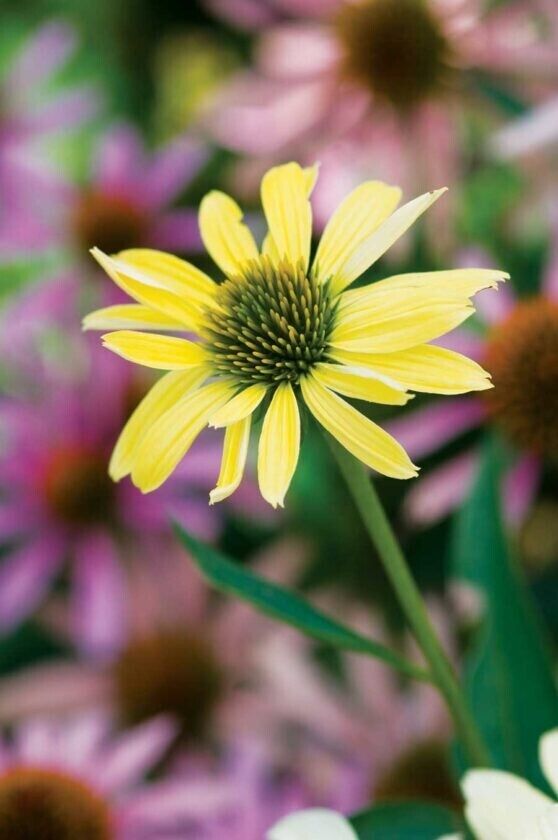 50 Sunrise Coneflower Seeds Echinacea Flower Perennial Flowers  Seed 1393 USA