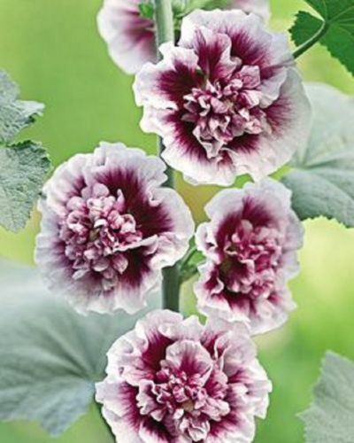 25 Double Purple Hollyhock Seeds Perennial Flower Seed Flowers 324 US Seller