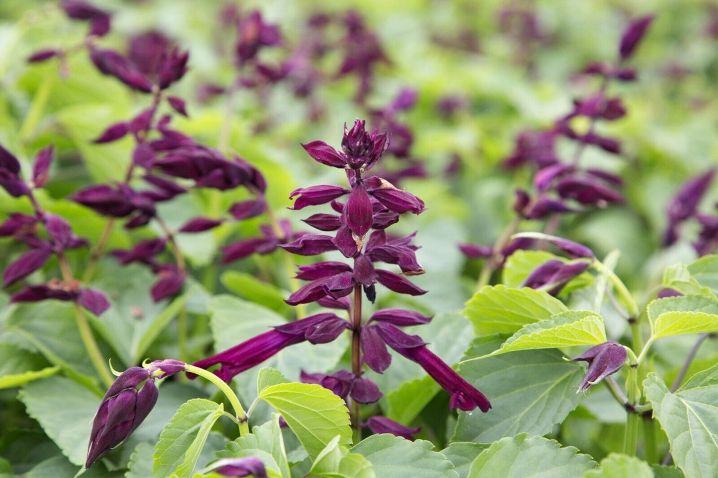 50 Wine Salvia Seeds Flower Seed Perennial Flowers 977 US SELLER Bee