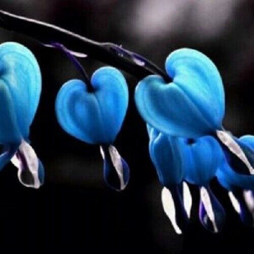 25 Blue Bleeding Heart Seeds Flowers Perennial Flower Seed 221 US SELLER