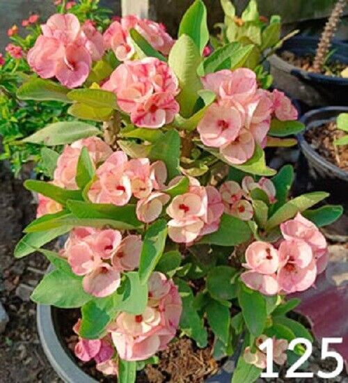 1 "Elizabeth Pink" Crown Of Thorns Plant Euphorbia Milii Plants Rooted CT-103