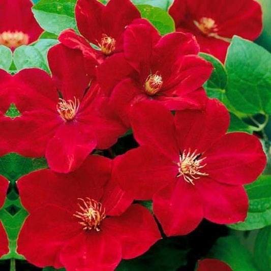 25 Bright Red Clematis Seeds Seed Perennial Flowers Bloom Flower 79 US SELLER