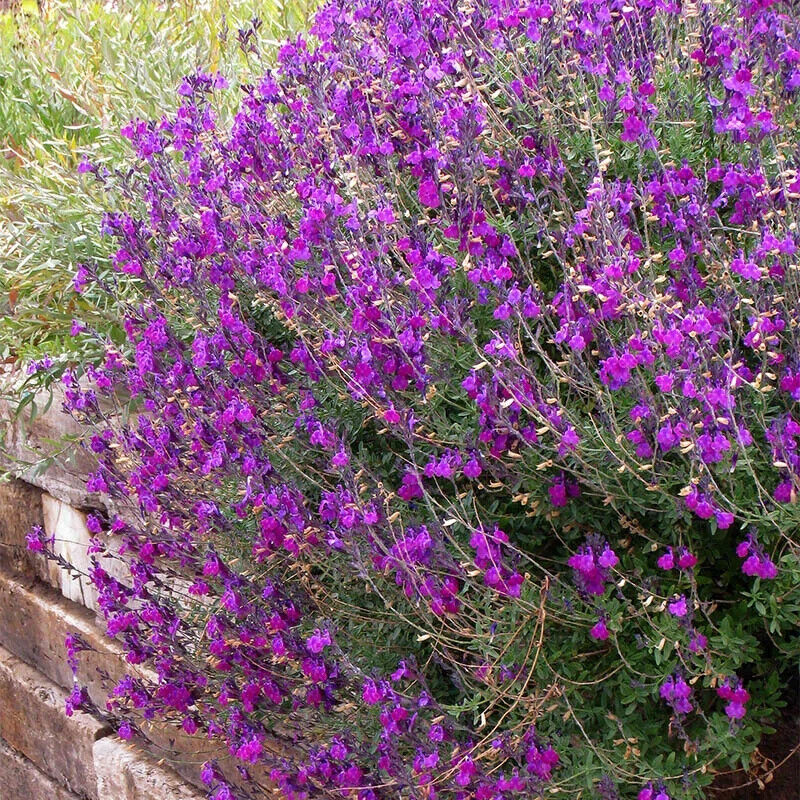 50 Violet Riot Salvia Seeds Flower Seed Perennial Flowers 615 US SELLER Bee