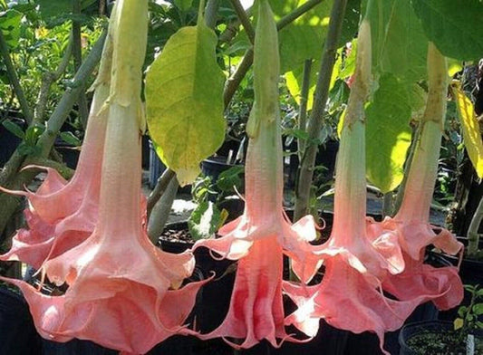 10 Perfect Pink Angel Trumpet Seeds Flowers Seed Flower Brugmansia Datura 661