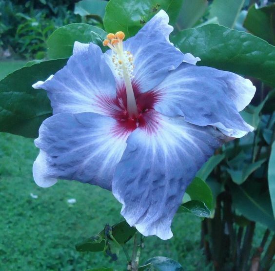 20 Blue Silver Hibiscus Seeds Flowers Flower Seed Perennial Bloom 470