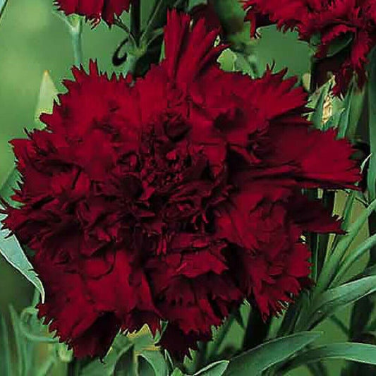 100 Black King Carnation Seeds Dianthus Flowers Seed Flower Perennial 1046 USA