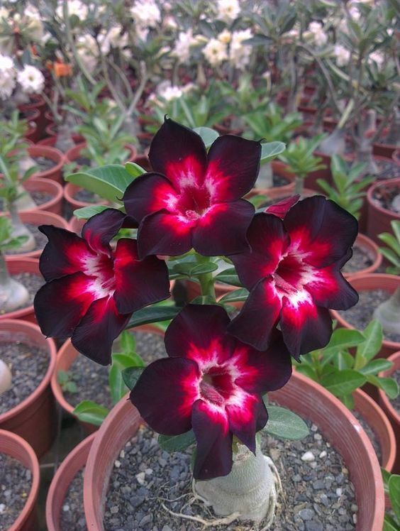 4 Pink Black White Desert Rose Seeds Adenium Flower Perennial Seed 278 US SELLER