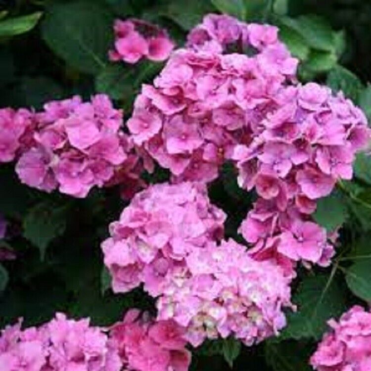 5 Alton Purple Hydrangea Seeds Perennial Garden Shrub Flowers Flower Seed 1408