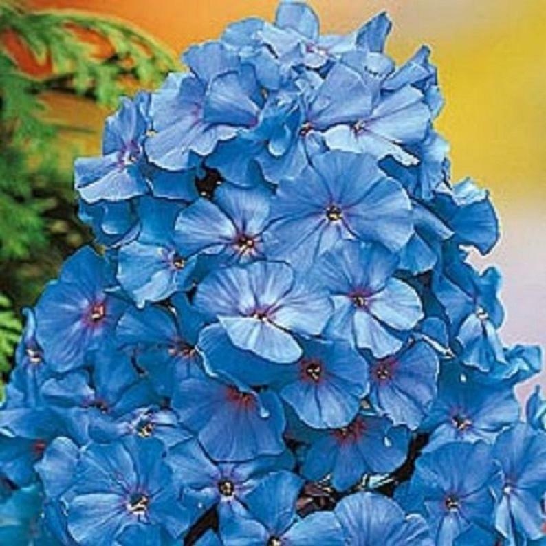 50 Light Blue Phlox Seeds Flower Perennial Flowers Bloom Seed Butterfly Bloom 83
