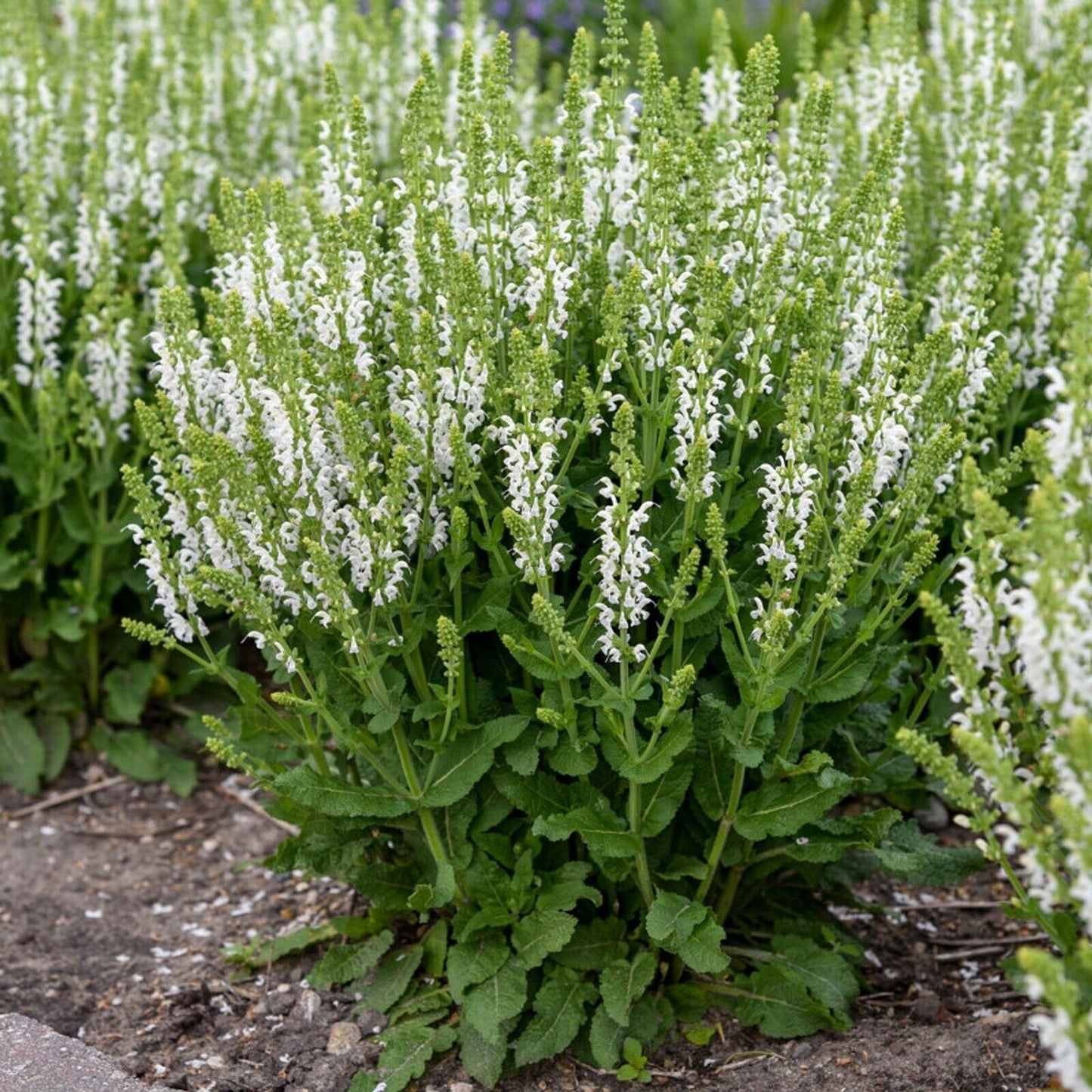 50 White Salvia Seeds Flower Seed Perennial Flowers Hummingbird 1374 US SELL