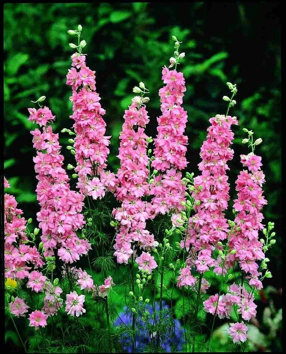 50 Salmon Delphinium Seeds Perennial Garden Flower Bloom Seed Flowers 750 USA