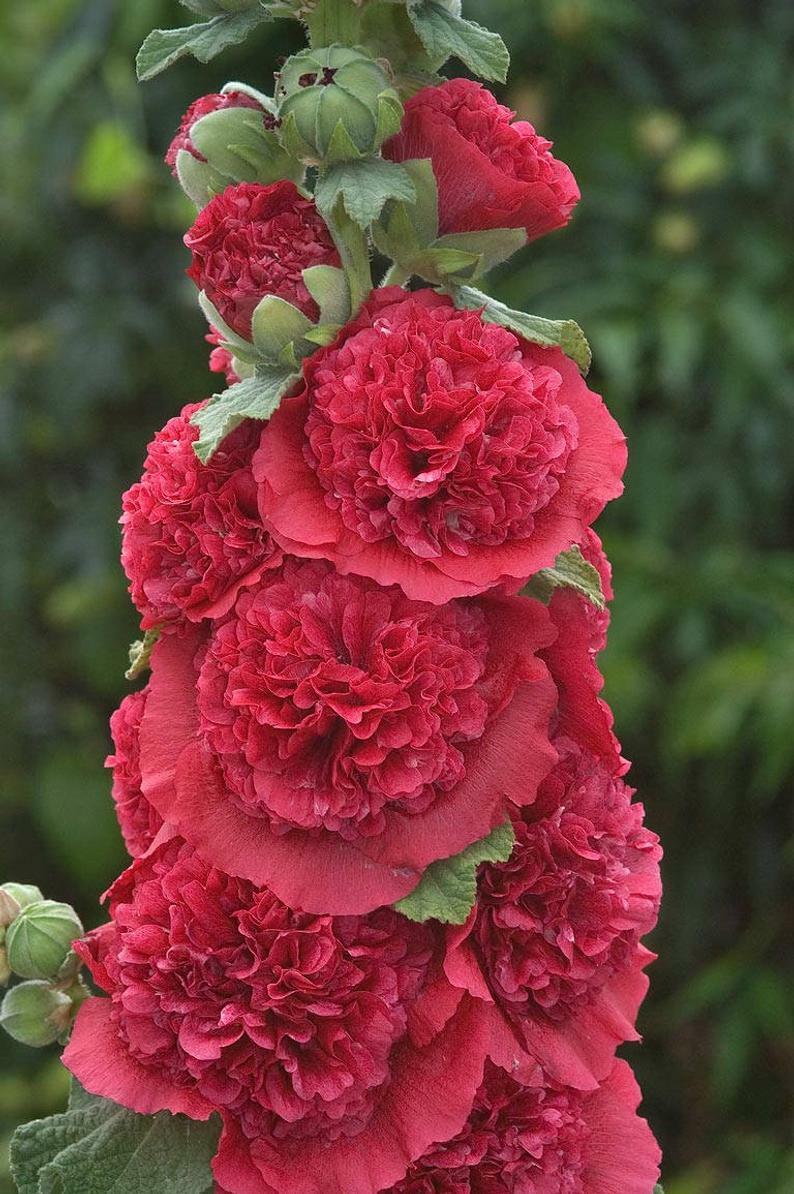 25 Double Rosey Red Hollyhock Seeds Perennial Giant Flower Garden Plant Seed 32