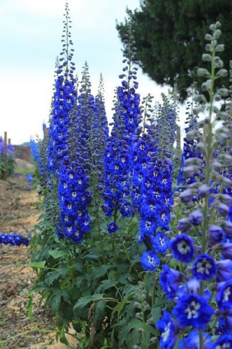 50 Bright Blue Delphinium Mix Seeds Perennial Seed Flower Flowers 124 US SELLER