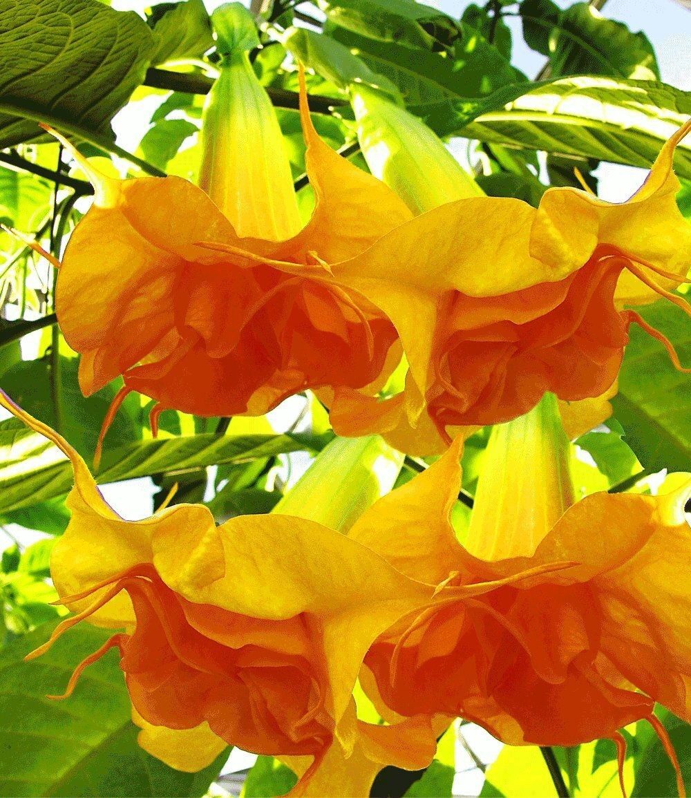 10 DBL Bright Yellow Orange Angel Trumpet Seeds Flowers Seed Flower 291 US SELLE