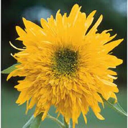 25 Double Quick Sunflower Seeds Flowers Seed Flower Perennial Sun Bloom 563