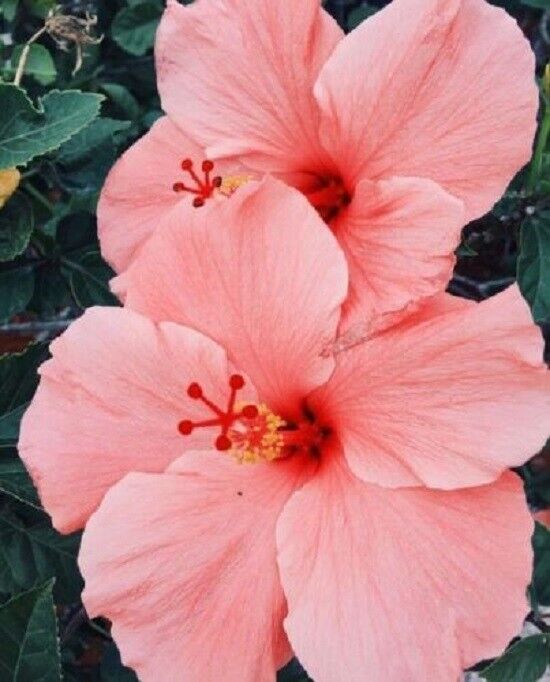 20 Salmon Pink Hibiscus Seeds Flowers Flower Seed Perennial Bloom 177