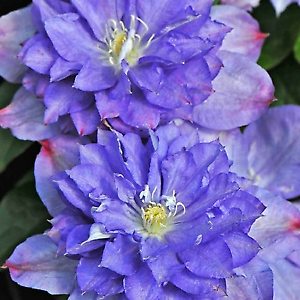 25 Double Purple Pink Clematis Seeds Bloom Flowers Perennial Seed Flower 94