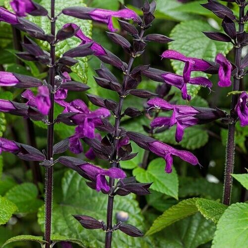 50 Deep Purple Salvia Seeds Flower Seed Perennial Flowers 948 US SELL Butterfly