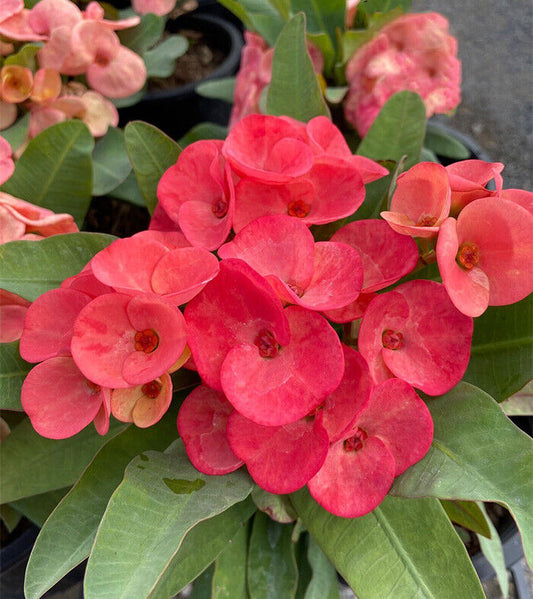 1 "Duang Som Wang" Crown Of Thorns Plant Euphorbia Milii Plants Rooted US Seller