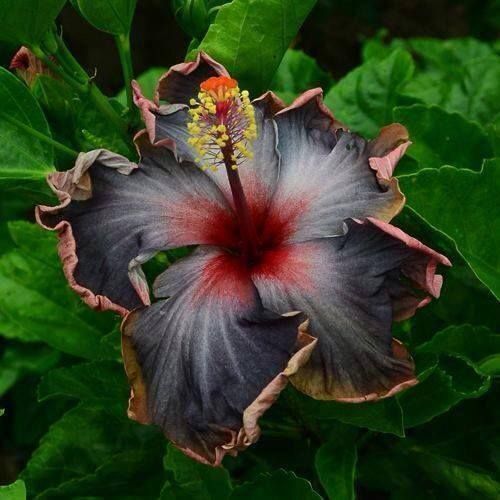 20 Black Pink Purple Hibiscus Seeds Perennial Flower Flowers Seed Bloom 249 USA