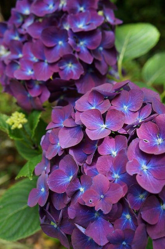 5 Purple Blue Hydrangea Seeds Perennial Hardy Garden Shrub Bloom Flower Seed 73
