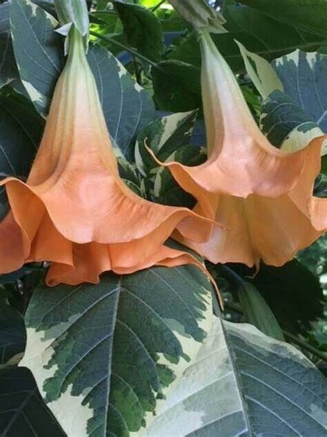 10 Peach & Cream Angel Trumpet Seeds Flowers Seed Flower Brugmansia Datura 658