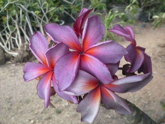 5 Purple Red Plumeria Seeds Plants Flower Flowers Perennial Seed 514 US SELLER