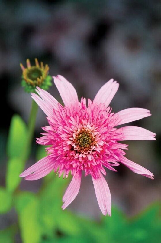 50 Pink DBL Delight Coneflower Seeds Echinacea Perennial Flowers Flower 1367 USA